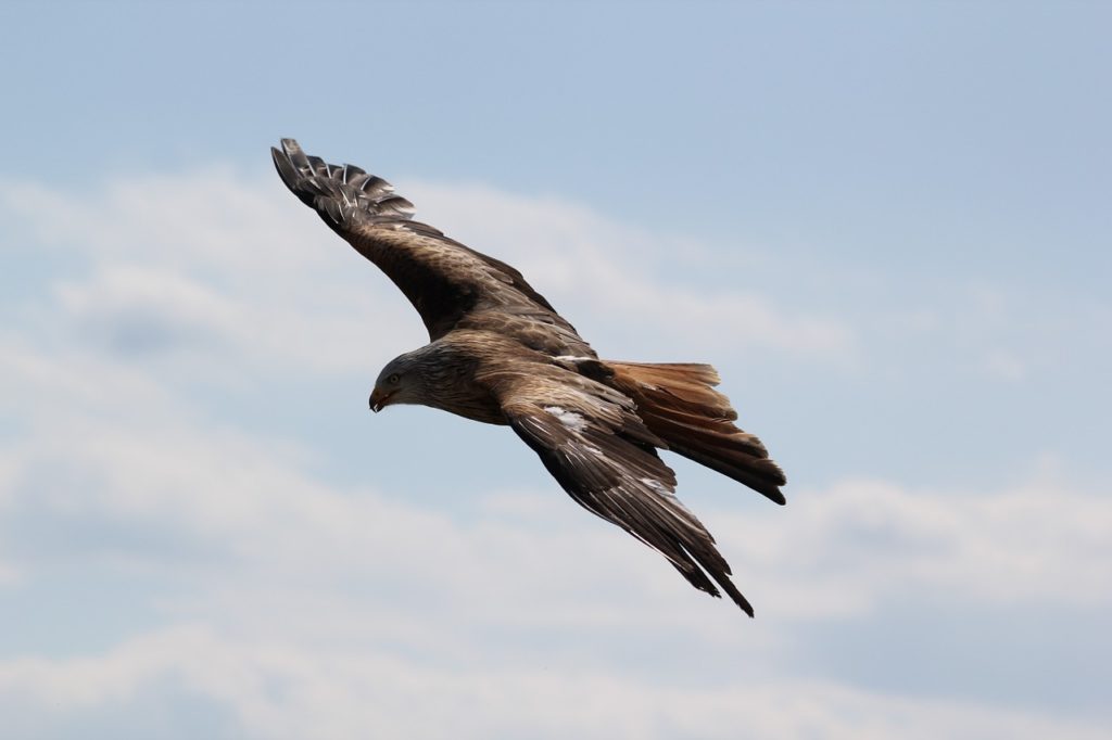 birds-217591_1280